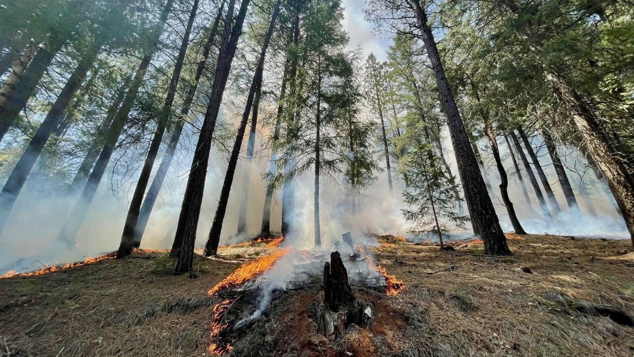 Less Severe Forest Fires Can Reduce Intensity of Future Blazes