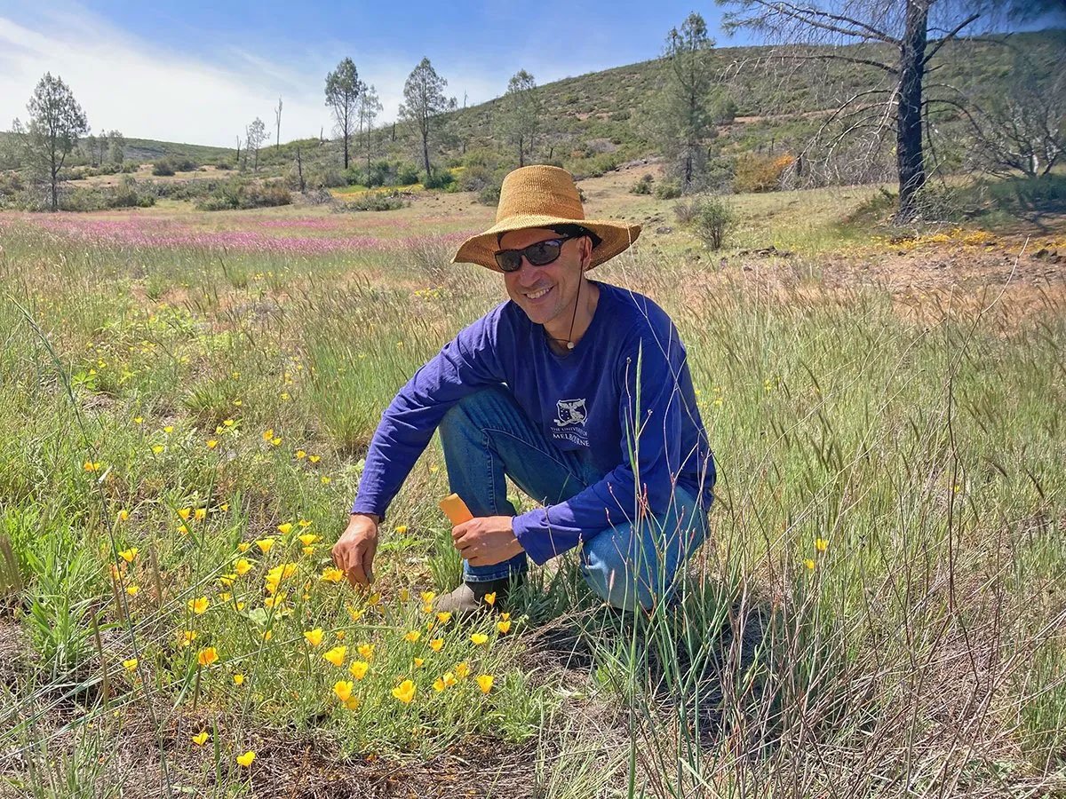 Improving predictions of plant species survival with the California poppy