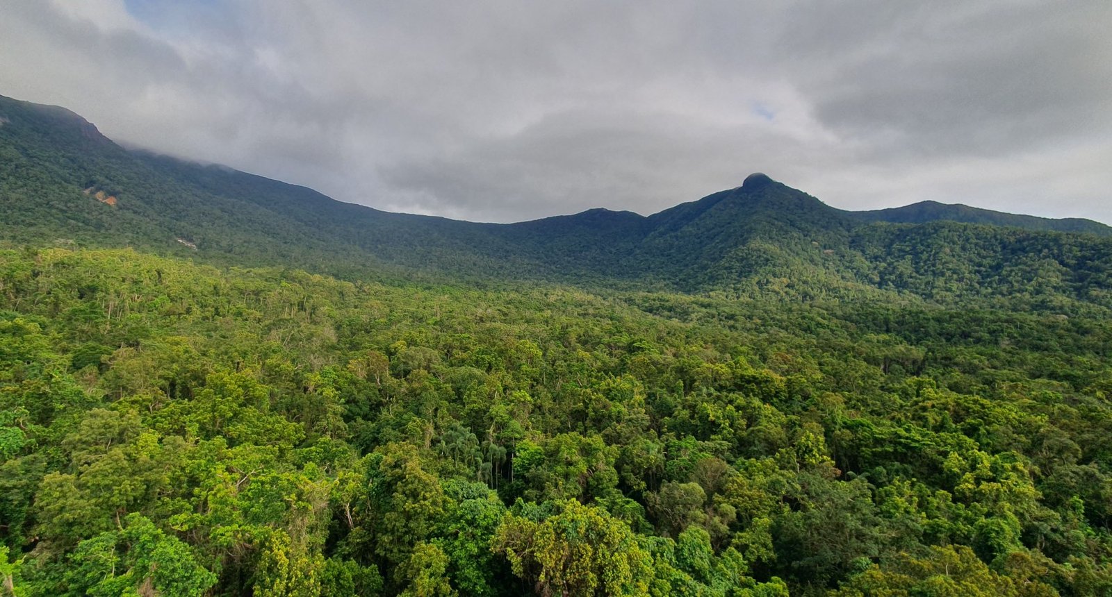 Ozone pollution reduces tropical forest growth