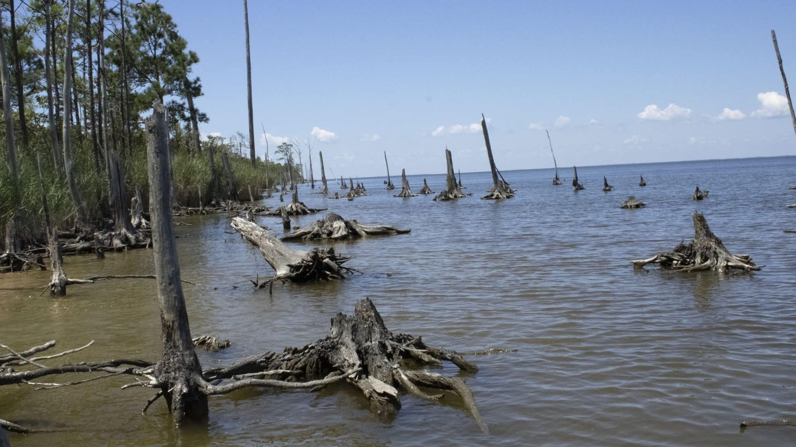 Study examines how climate change has shaped coastal forests over the last decade