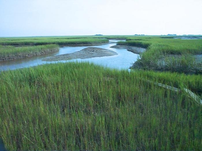 Carbon sequestration in marshes depends on many variables